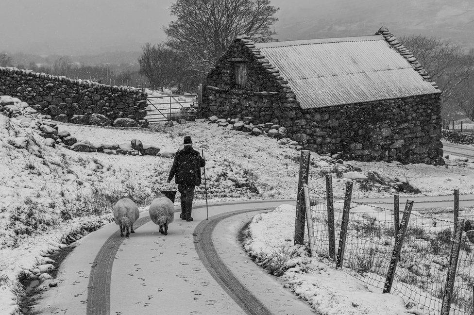 Ffermwt yn cerdded ar ffordd yn yr eira