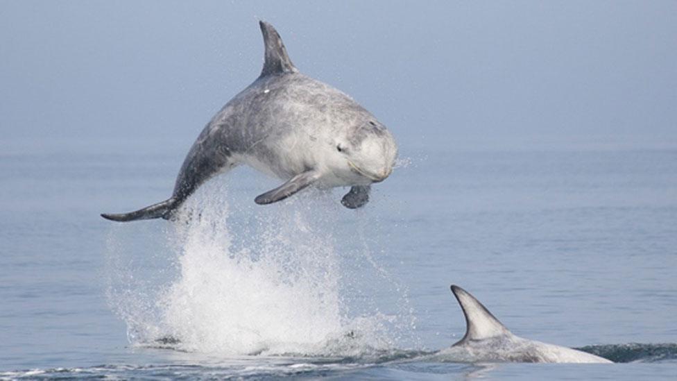 Risso's dolphins