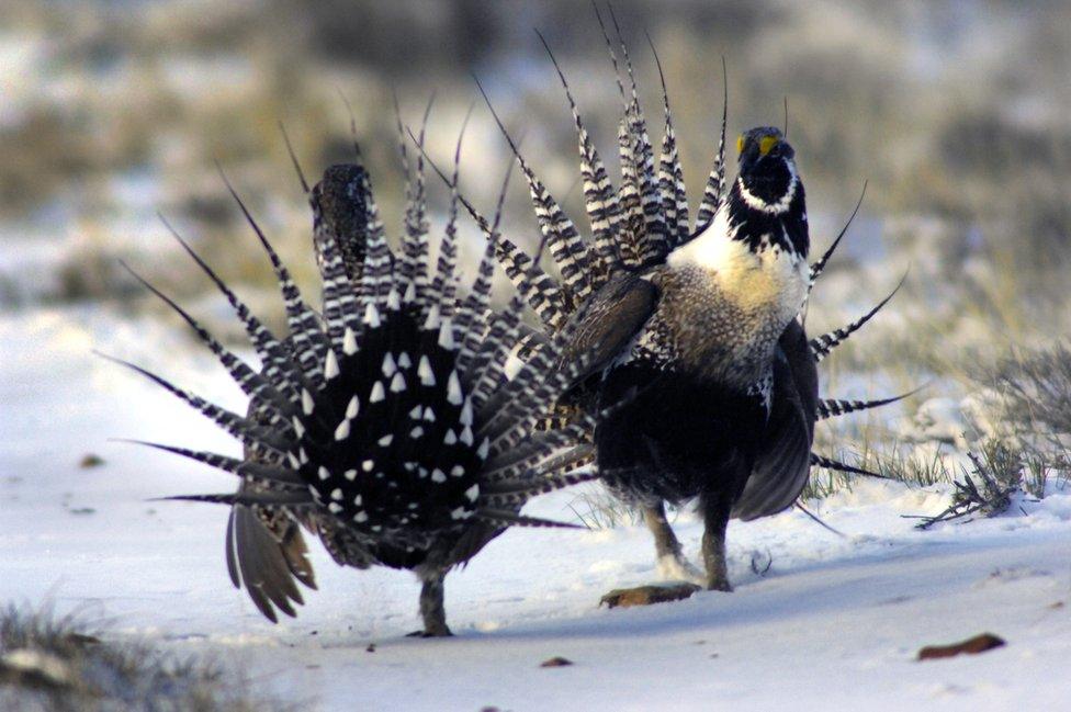 Sage Grouse