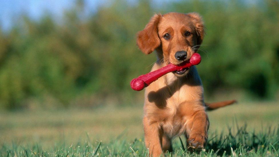 Dog