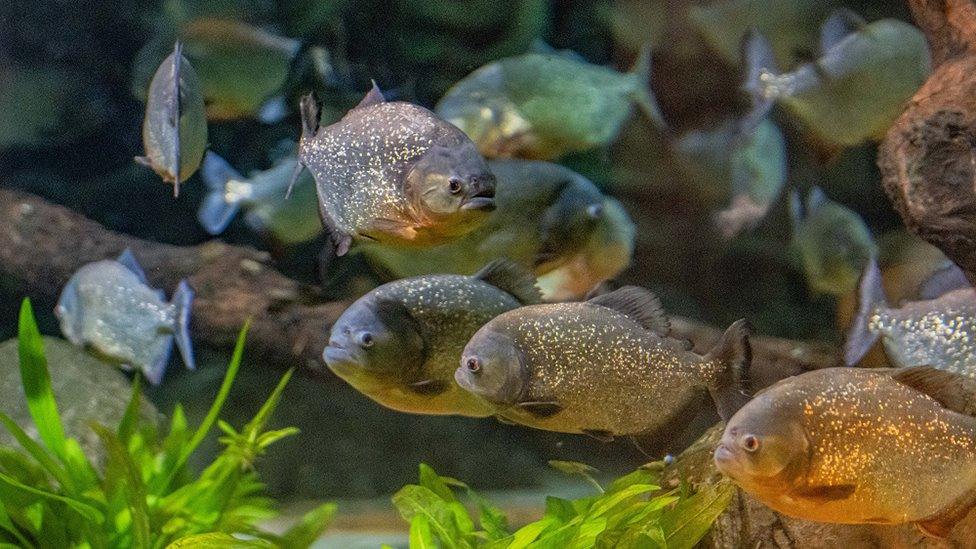 Piranhas