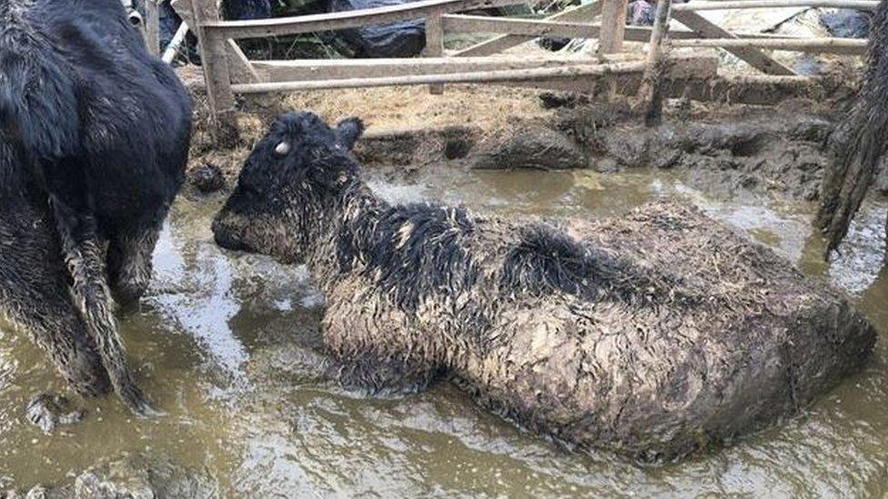 cattle in muck