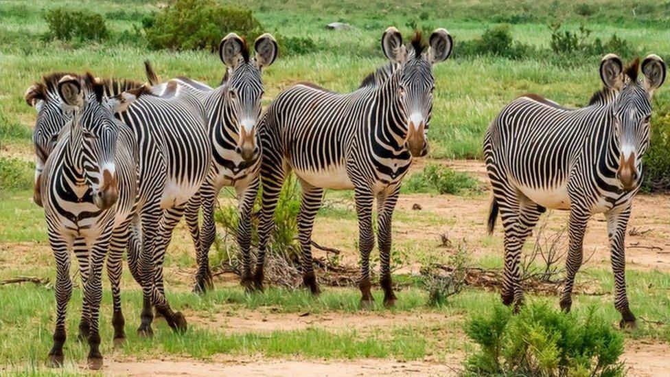 Grevy's zebras