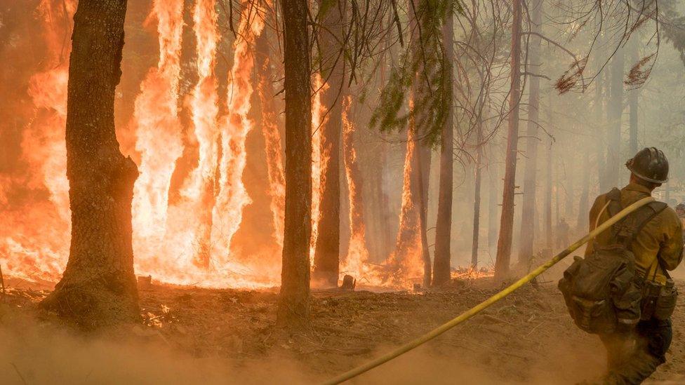 A firefighter near burning trees as a wildfire burns near Yosemite National Park on August 6, 2018