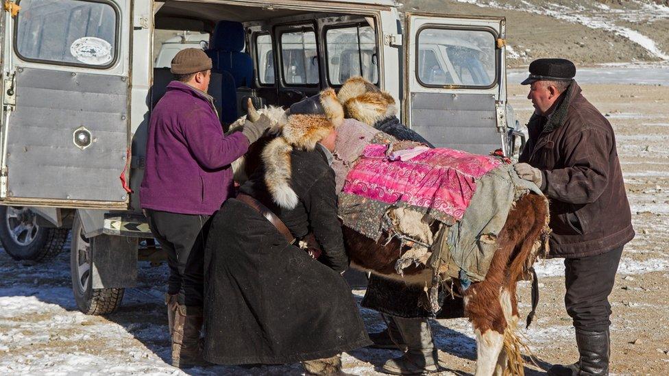 An exhausted cow is loaded into a truck