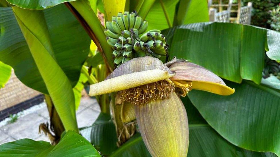 Banana plant