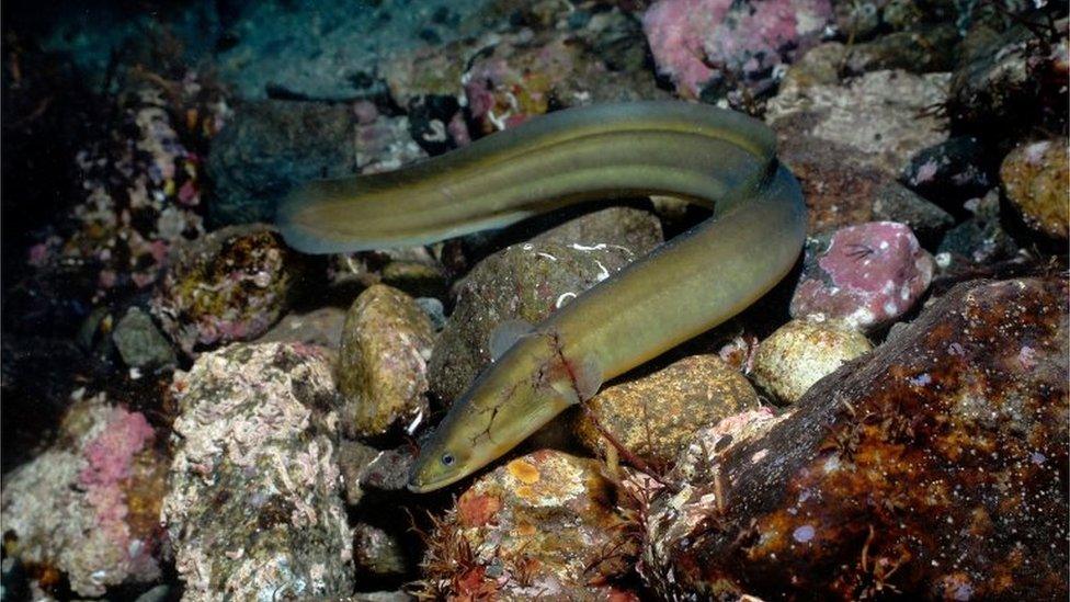 European eel