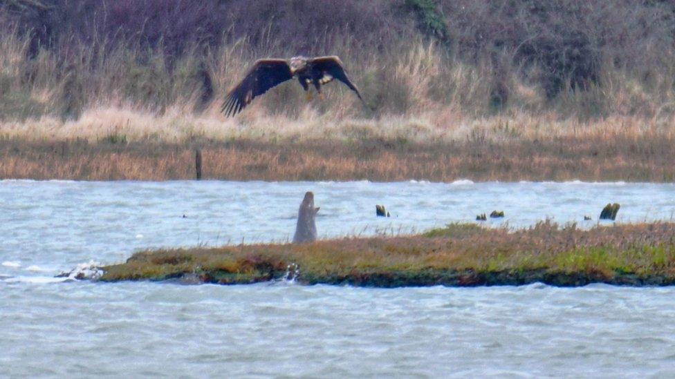 Seal and eagle