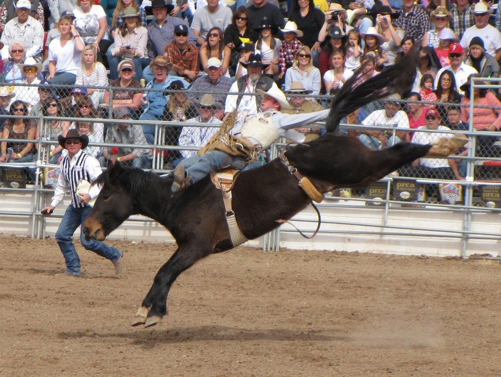 A horse jacks his back legs almost knocking off the cowboy on its back