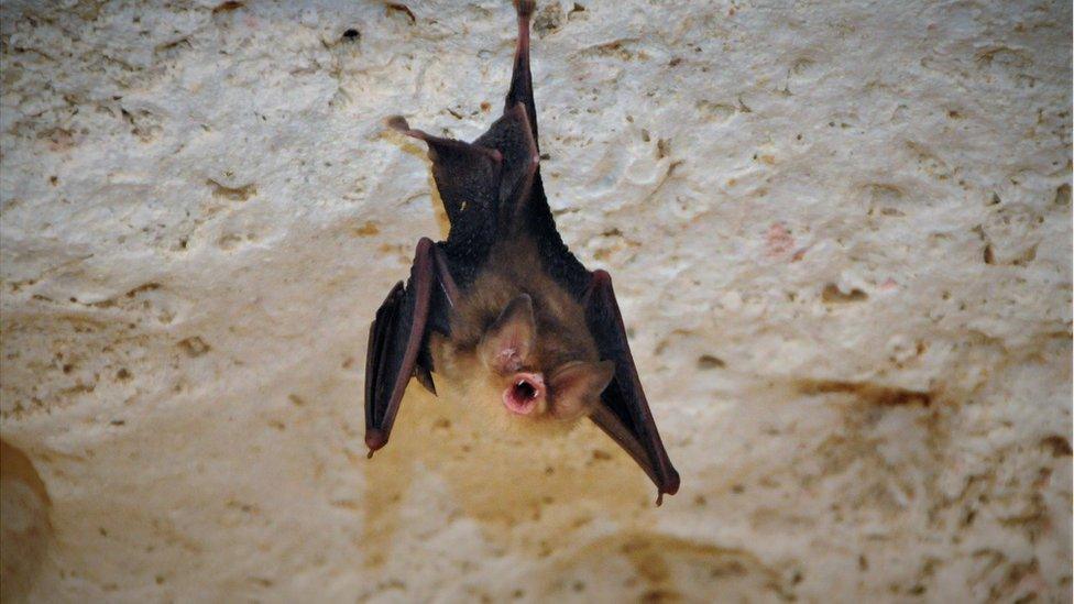 Cuban greater funnel-eared bat