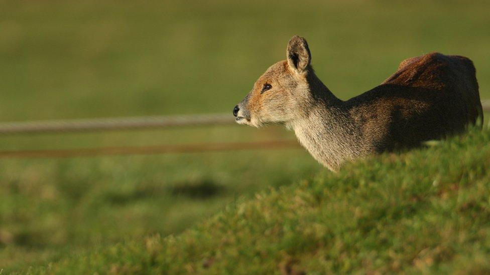 Chinese water deer