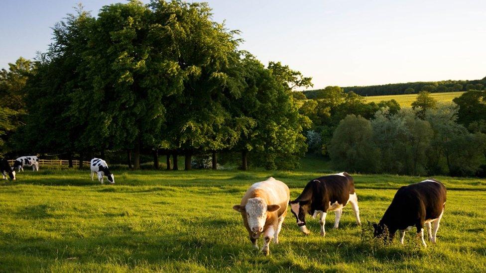 cows in a field