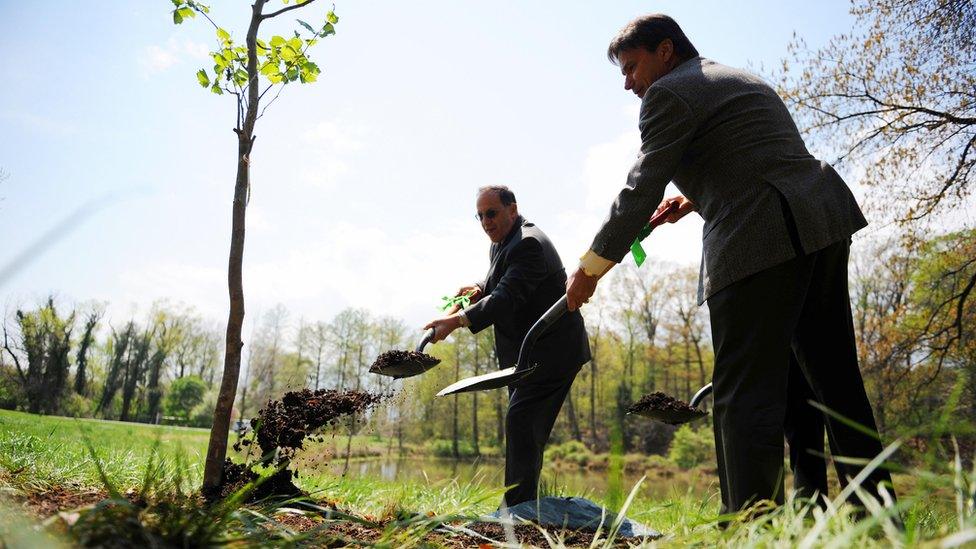 Tree planting