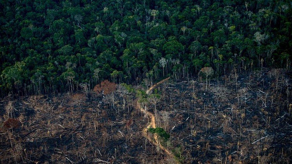 Amazon forest