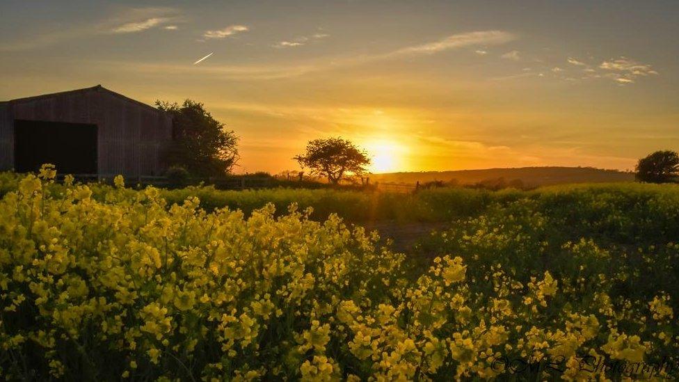 Rapeseed fields