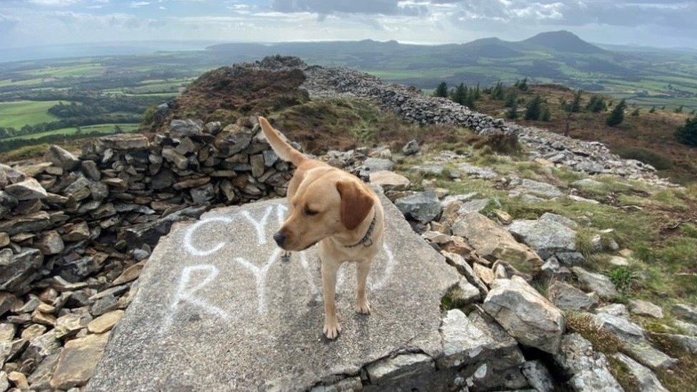 Lleu y ci a Llŷn yn y cefndir