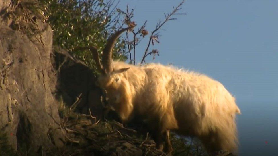 Great Orme goat