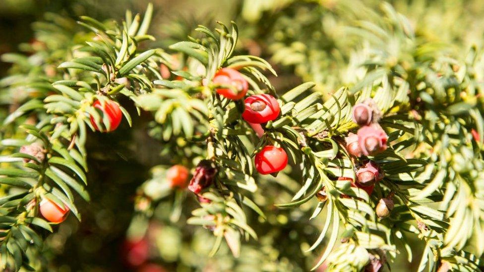 An English yew tree