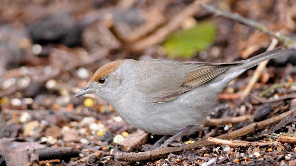 Blackcap female (c) Tommy Holden/BTO