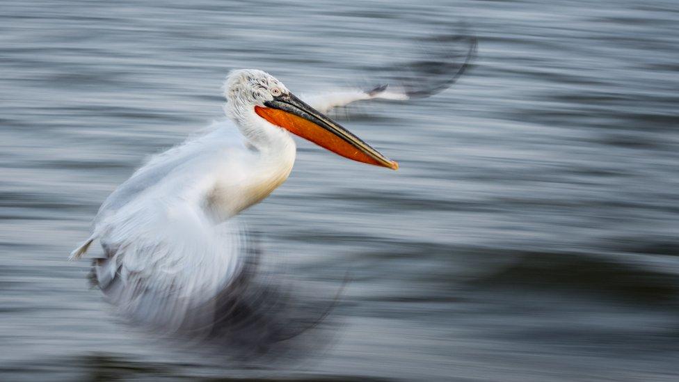 The Art of Flight - a pelican in flight over water