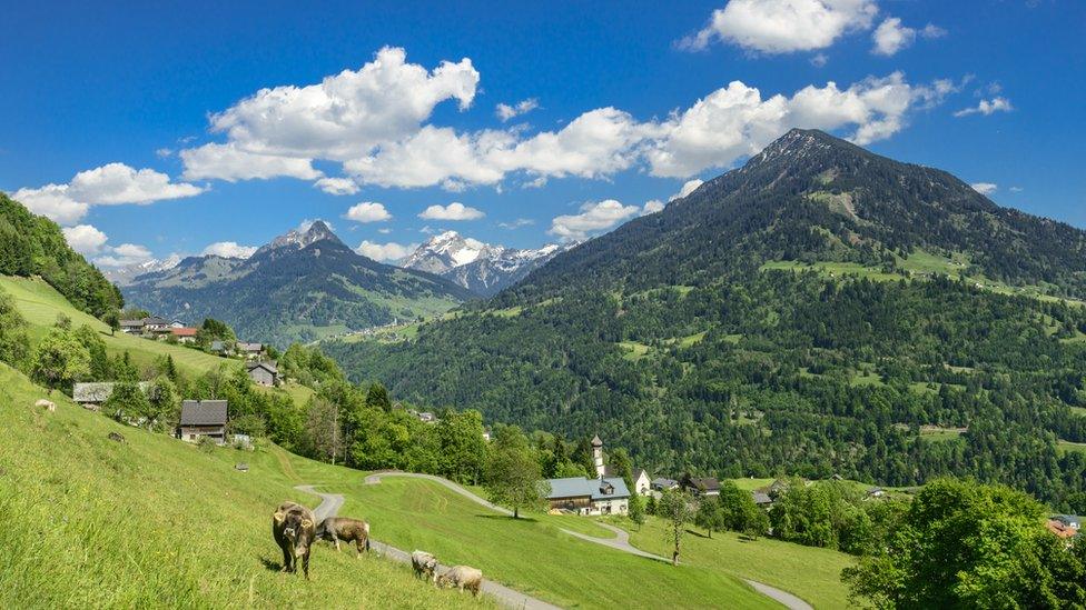 Austrian mountains with cows in the foreground