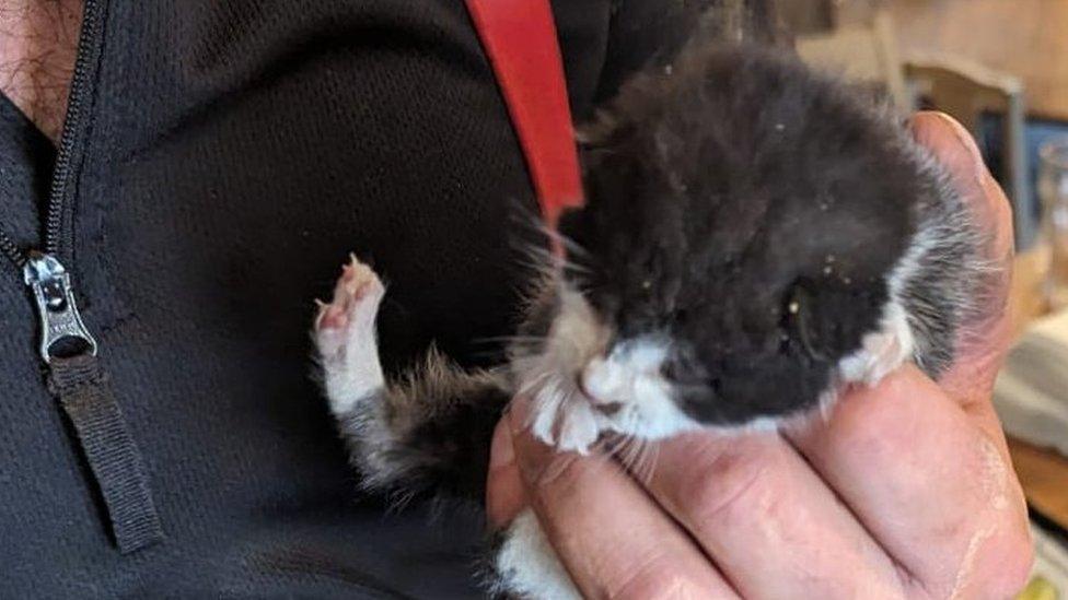 A firefighter holding a kitten