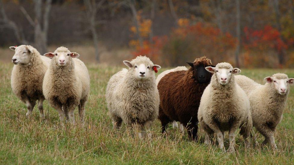 A flock of sheep run across a field as leaves show their fall colours in background, 19 October 2007