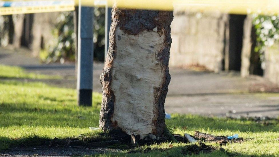 Damaged tree