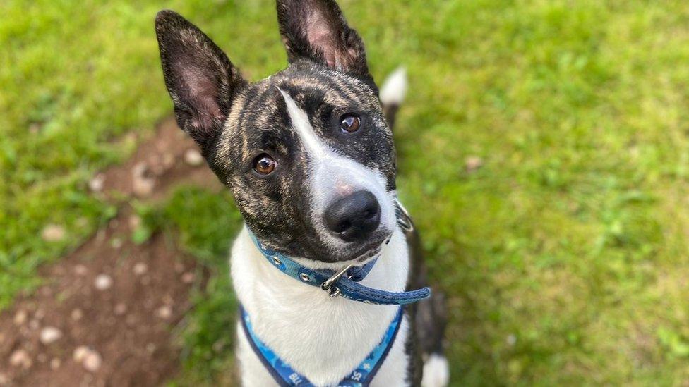 Dexter, a Husky-cross which is in the care of Blue Cross, animal charity