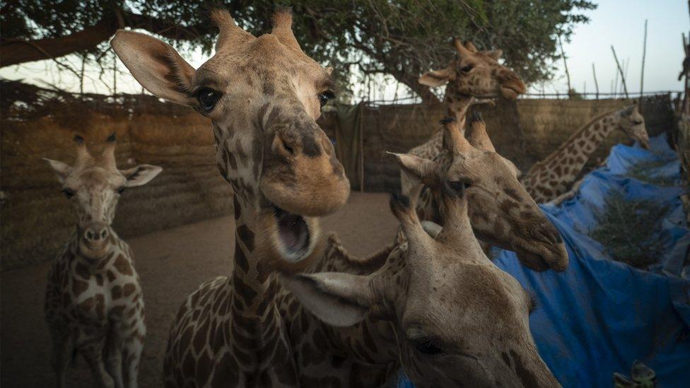 Giraffes in an enclosure as they await transportation to their new home.