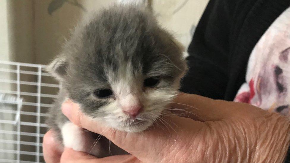 The kittens are being looked after by a foster carer