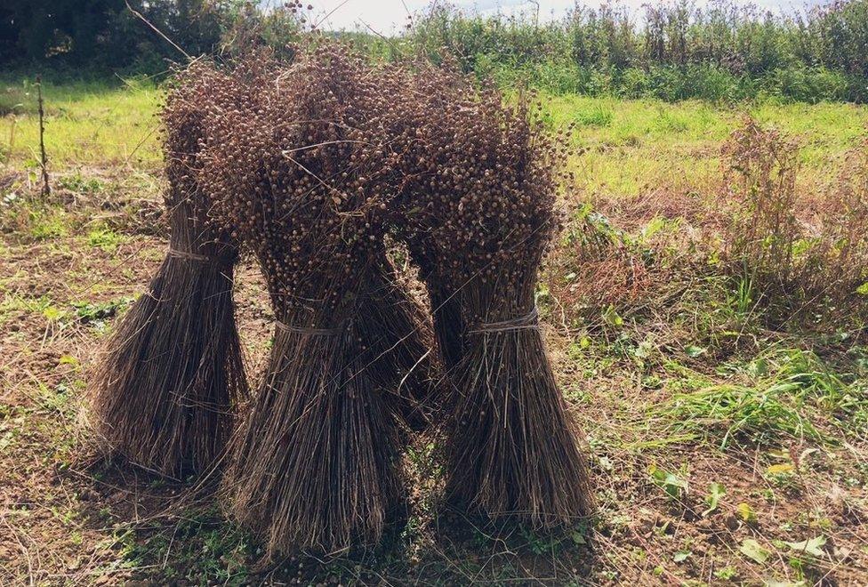 Homegrown Homespun's first harvested flax