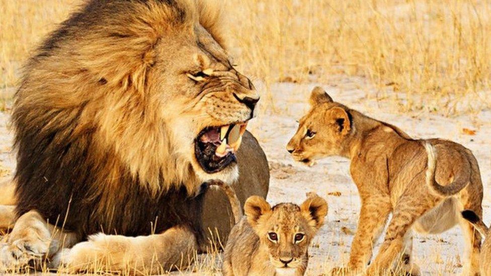 Cecil growling at his cubs