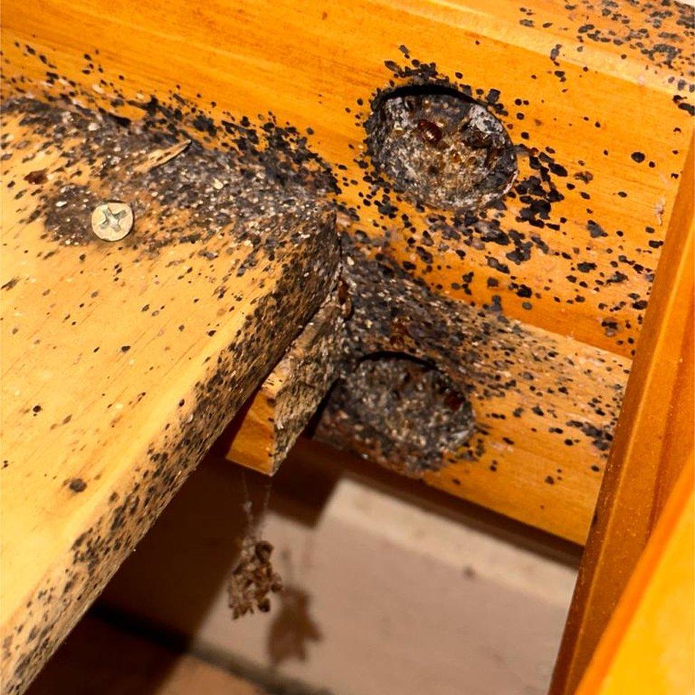 Rat poo and damage on a desk