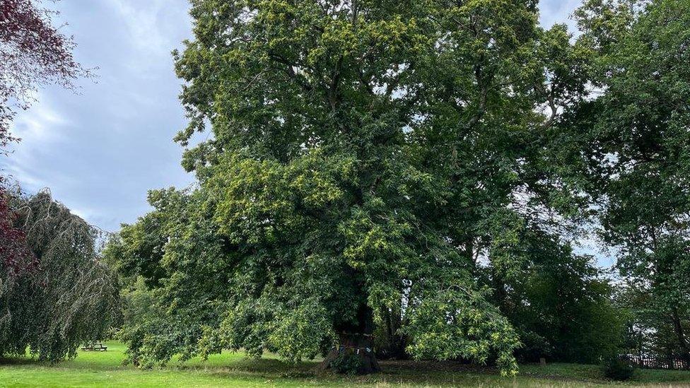 Wrexham sweet chestnut