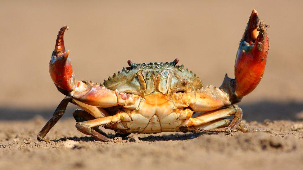 Crab on the beach