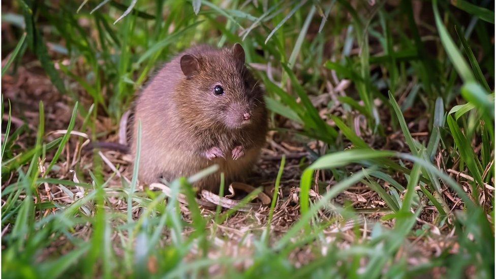 A native bush rat