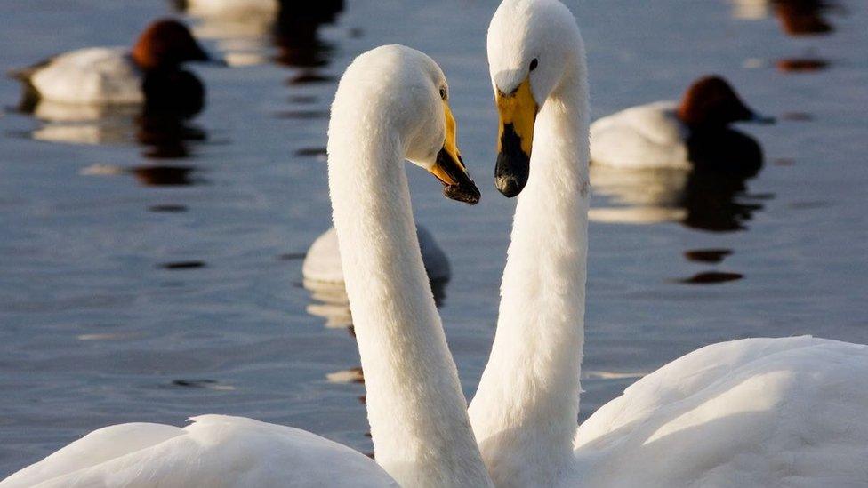 Whooper swans