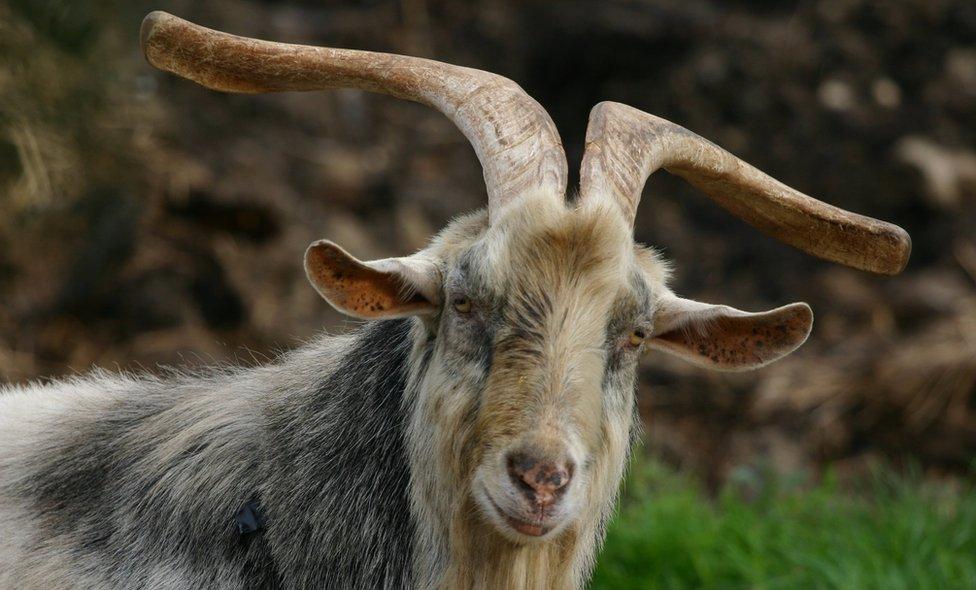 A long horned billy goat enjoying the day in a farm near Kessingland, Suffolk