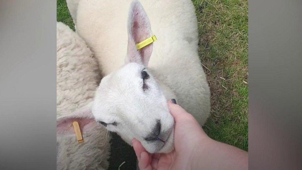 Orphaned sheep