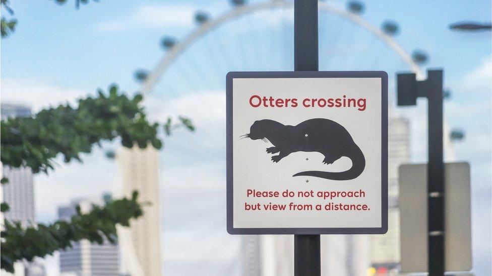 Otter crossing