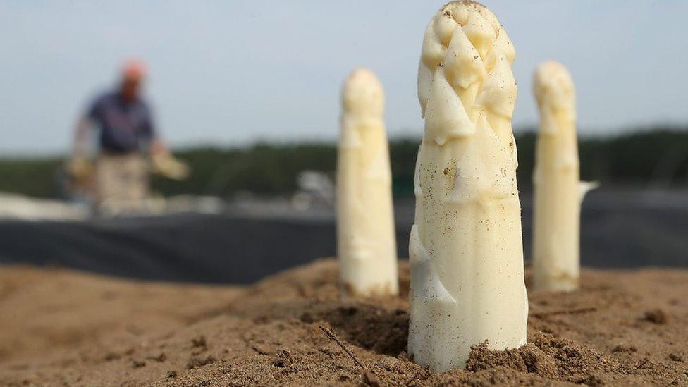 White asparagus in field