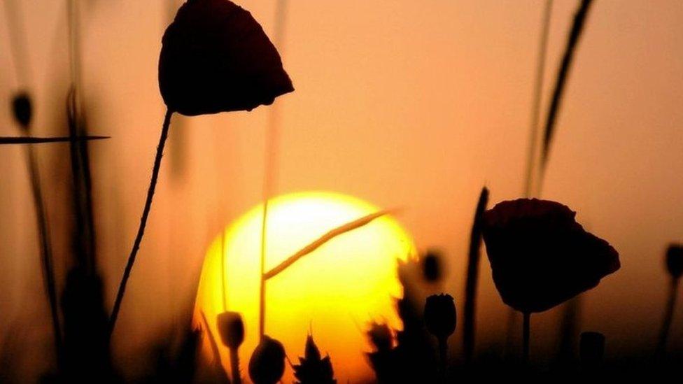 Poppy field of the Somme