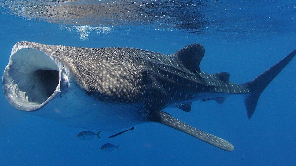 Whale shark