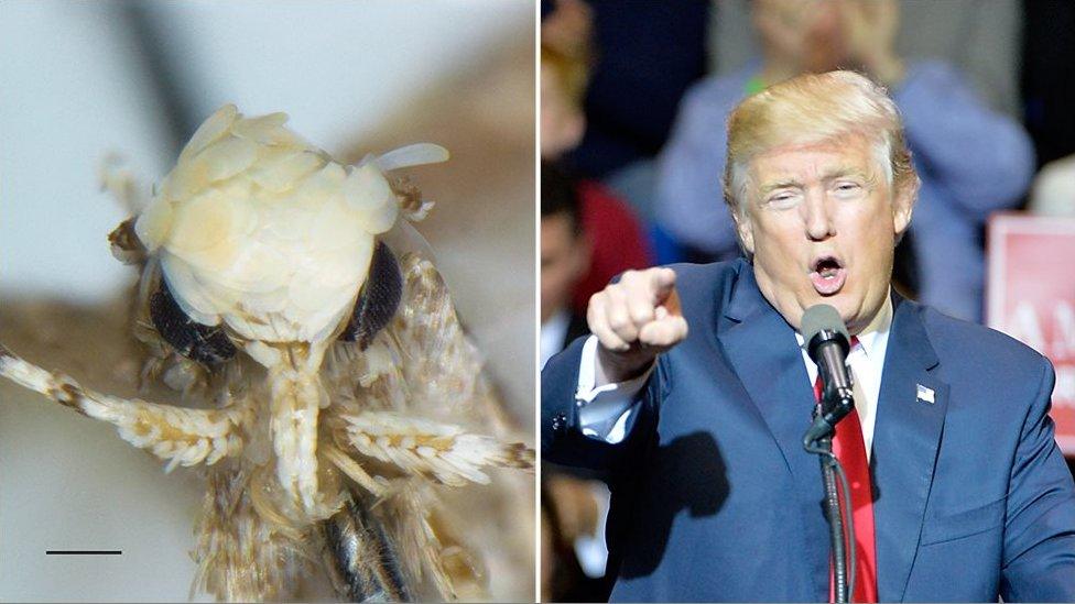 Donald Trump, right, and his namesake, the moth Neopalpa donaldtrumpi, left