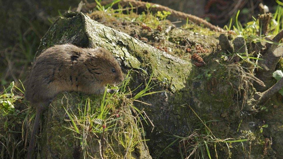 Water vole sat on a verge