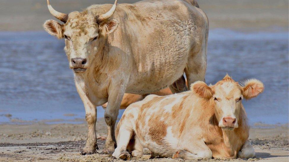 Cows on the beach on Cedar Island, North Carolina, in July 2017