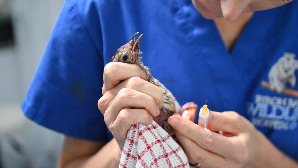 Australian-fig-bird-being-looked-after