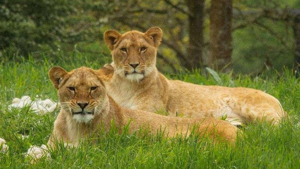 Lioness shown sitting on the grass together