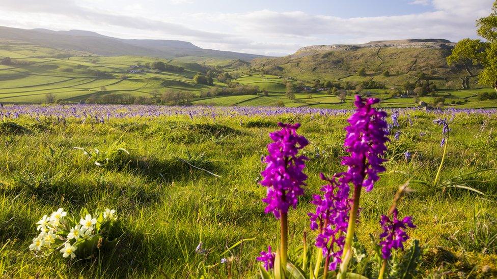 The Yorkshire Dales near Austwick